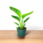 bird-of-paradise-white2