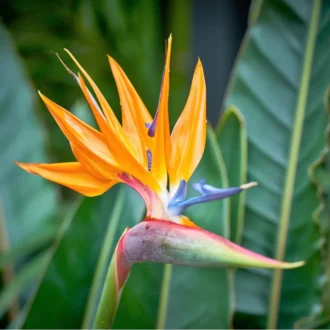 Bird of Paradise Indoor Plant (Crane Flower) | Exotic Flowering Plant