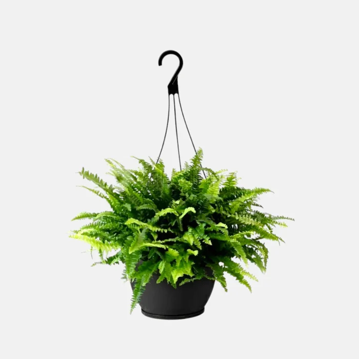 boston-fern-hanging_2 boston-fern-hanging_2