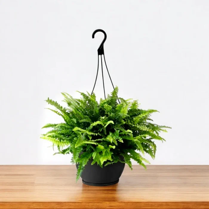 boston-fern-hanging_abcd824e-5963-465a-9195-834328cb71a6 boston-fern-hanging_abcd824e-5963-465a-9195-834328cb71a6
