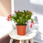 christmas-cactus-plant (1)