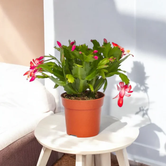 christmas-cactus-plant (1)