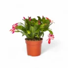 christmas-cactus-plant_2