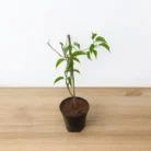 exotcfloraflamingtrumpet_800x-Photoroom_1_-Photoroom