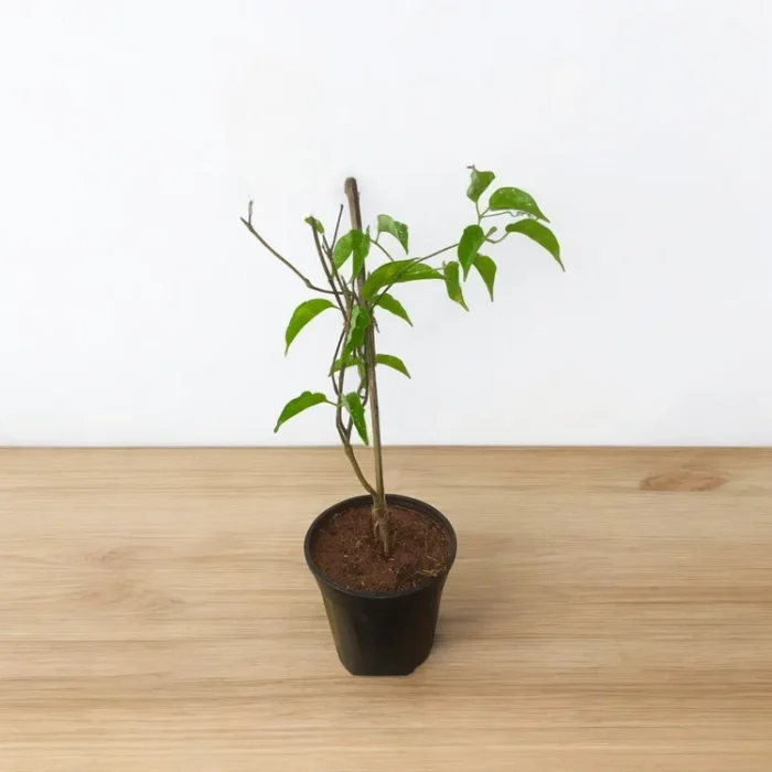 exotcfloraflamingtrumpet_800x-Photoroom_1_-Photoroom (2)