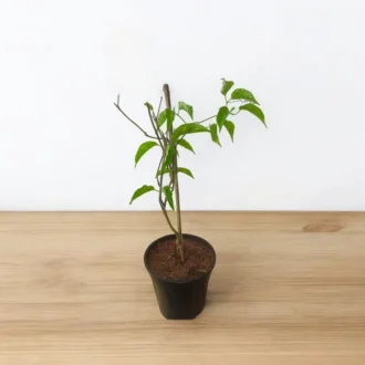 exotcfloraflamingtrumpet_800x-Photoroom_1_-Photoroom