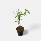 exotcfloraflamingtrumpet_800x-Photoroom_2_-Photoroom