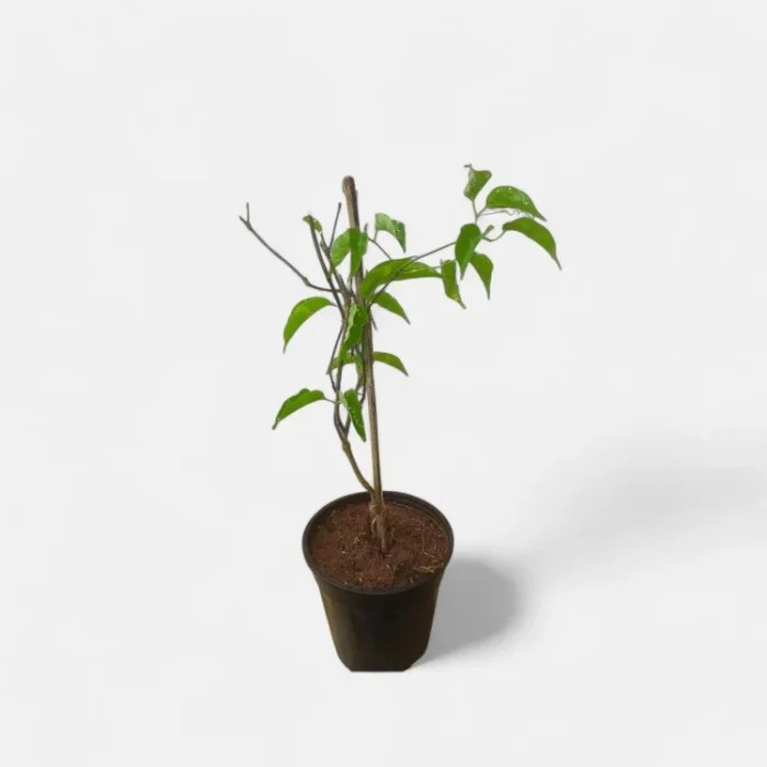 exotcfloraflamingtrumpet_800x-Photoroom_2_-Photoroom exotcfloraflamingtrumpet_800x-Photoroom_2_-Photoroom