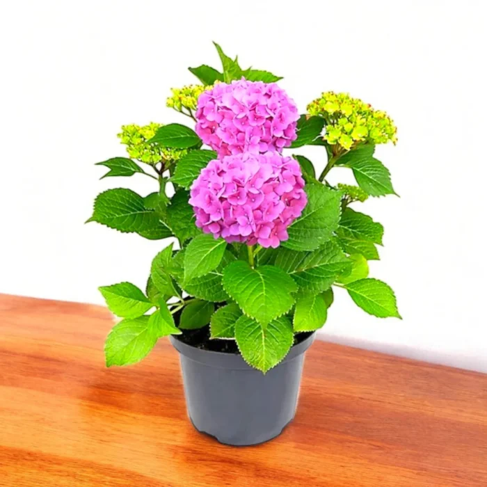 hydrangea-plant-pink_2 hydrangea-plant-pink_2