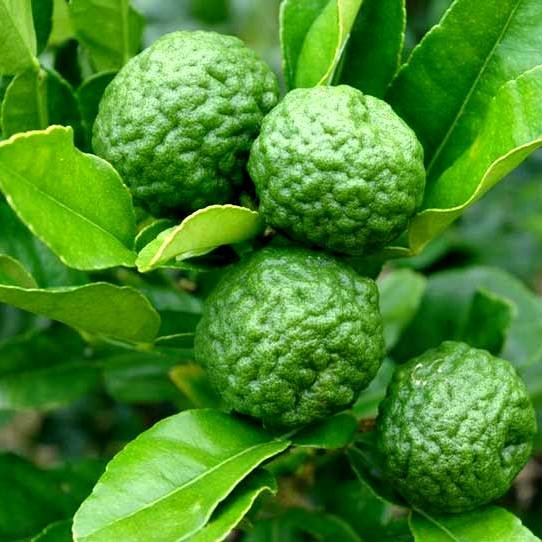 kaffir-lime kaffir-lime