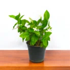 mogra-star-flower-plant