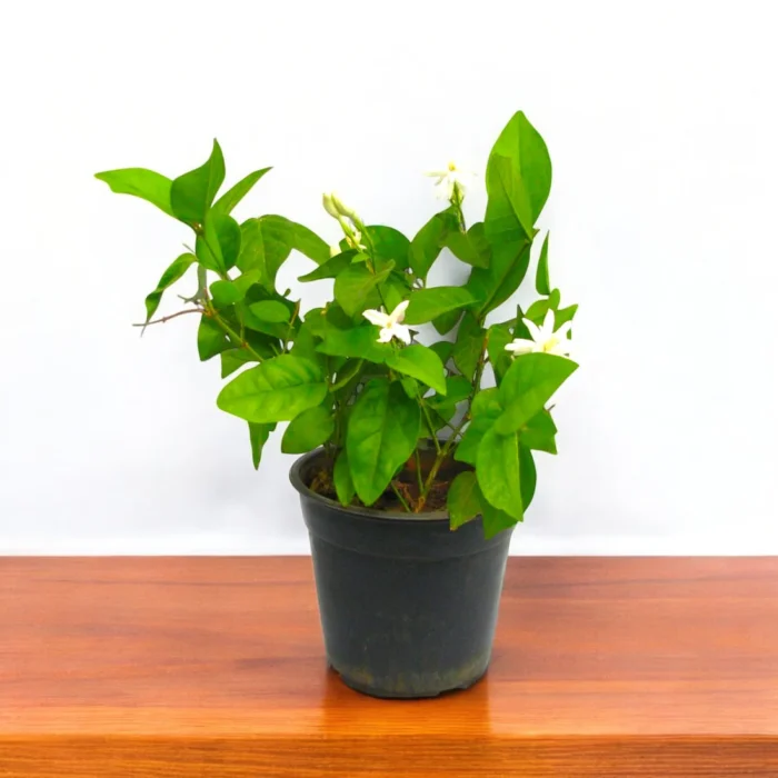 mogra-star-flower-plant mogra-star-flower-plant