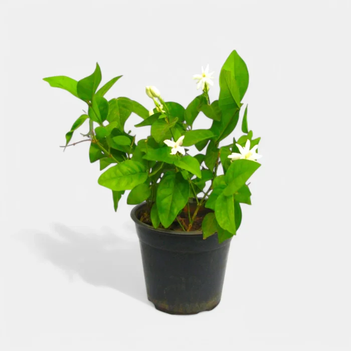 mogra-star-plant mogra-star-plant