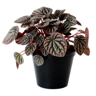 Peperomia Caperata Black – Compact Indoor Foliage Plant