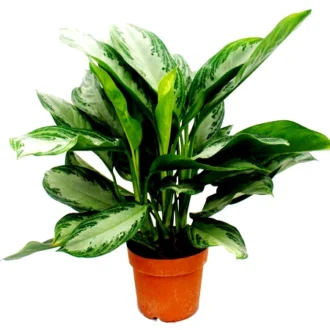 Aglaonema Green Plant (Chinese Evergreen) | Easy-Care Indoor Plant for Office Desk