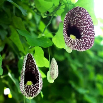 Duck Vine Plant (Duck Flower) | Ornamental Climber for Balcony & Garden
