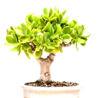 Crassula Ovata Bonsai Plant (5 Years Old) | Jade Bonsai Indoor Plant