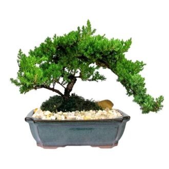 Juniper Bonsai Plant (4 Years Old) | Live Indoor & Outdoor Bonsai Tree