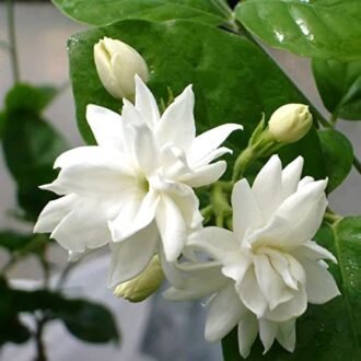 Mogra Star Plant in 5 Inch Pot – Fragrant White Flowering Outdoor Plant
