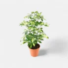 pg-schefflera-variegated-1