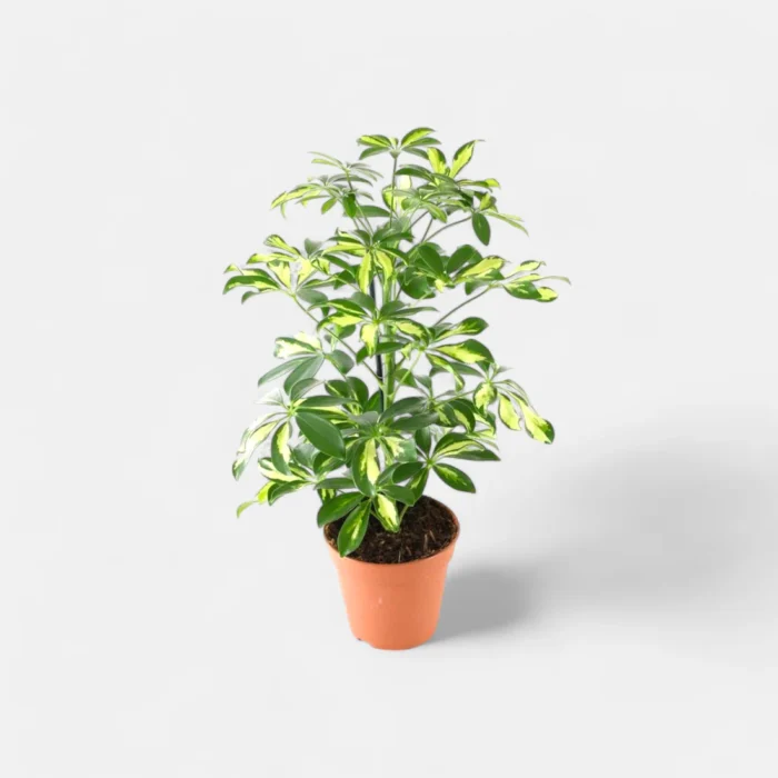 pg-schefflera-variegated-1 pg-schefflera-variegated-1