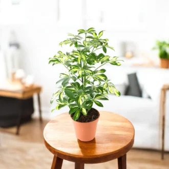 Schefflera Variegated Plant (Dwarf Umbrella Plant) | Stylish Indoor Plant for Living Room