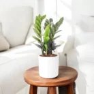 pg-zz-plant-black-with-round-ceramic-pot-round_30806cdb-c40d-46da-96e6-e46314e81613