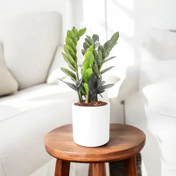 pg-zz-plant-black-with-round-ceramic-pot-round_30806cdb-c40d-46da-96e6-e46314e81613