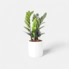 pg-zz-plant-black-with-round-ceramic1