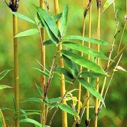 Golden Bamboo Plant | Decorative Bamboo Plant for Home & Garden
