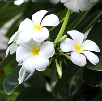 White Plumeria Plant (Champa, Frangipani) – Hardy Fragrant Flowering Plant
