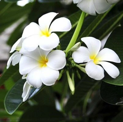plantsguru-plumeria-white plantsguru-plumeria-white