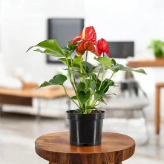 Anthurium Red Indoor Plant (Tailflower) | Decorative Air Purifying Plant