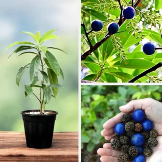 Rudraksha Plant – Original Sacred Rudraksha Tree