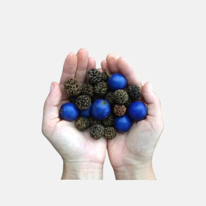 rudraksha-in-hand