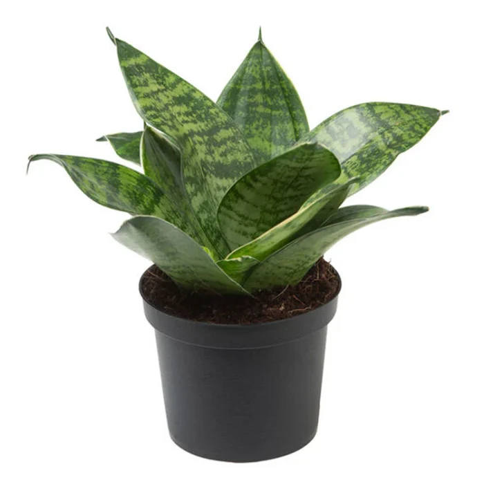sansevieria-green-mini sansevieria-green-mini