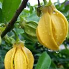 sonchafa-son-champa-plant