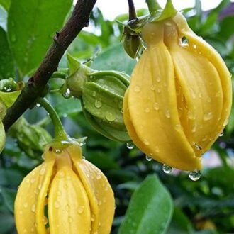 Hirwa Chafa Plant (Hari Champa, Green Champa) – Fragrant Flowering Outdoor Plant