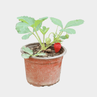 Tease Sweetheart Strawberry Plant