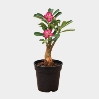 Adenium (Desert Rose)