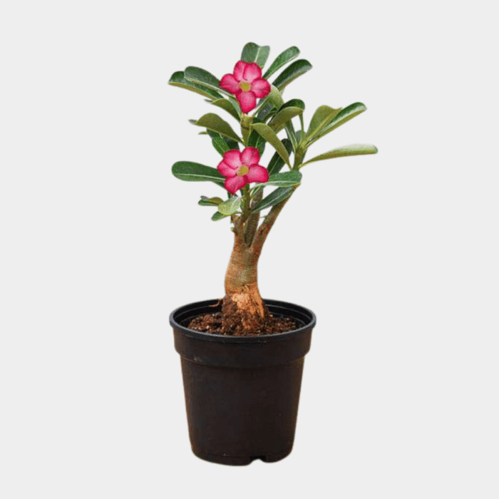 Adenium One Adenium One