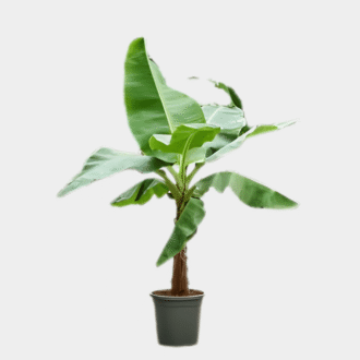 Tease Mini Delight Banana Plant