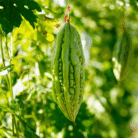 Bitter Gourd One
