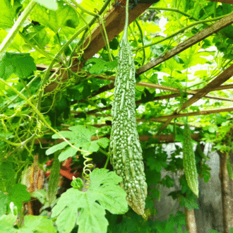 Tease Green Health Bitter Gourd Plant