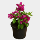 Bougainvillea One