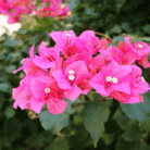 Bougainvillea Three