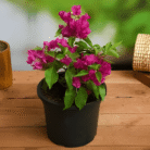 Bougainvillea Two