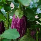 Brinjal Two