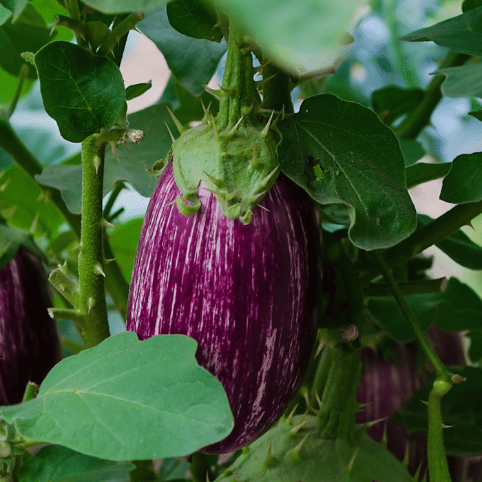 Brinjal Two