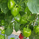 Capsicum Two